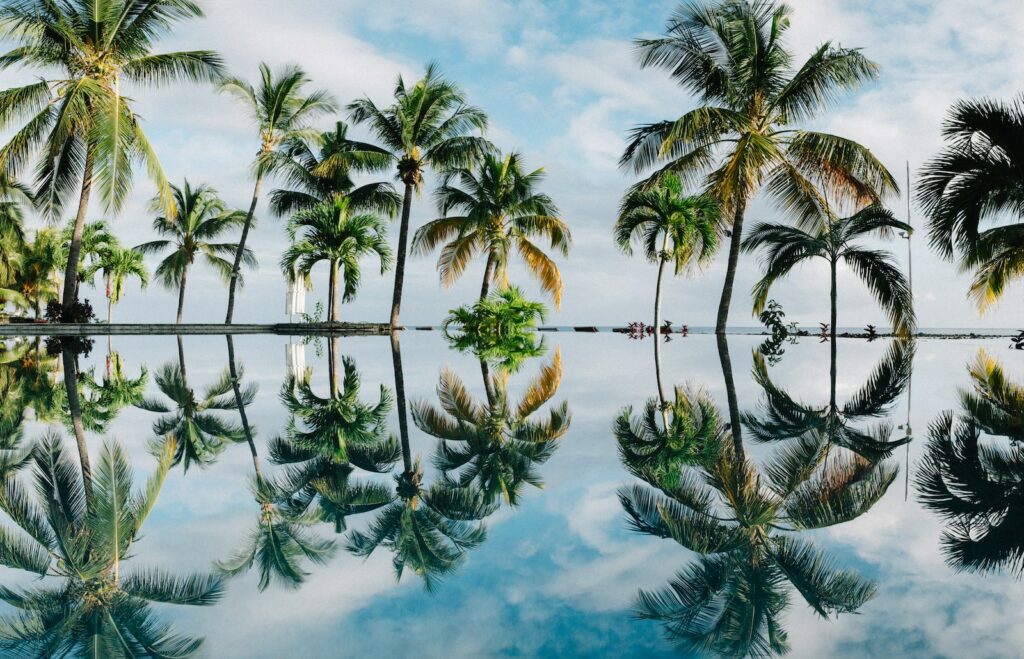 water reflection of coconut palm trees