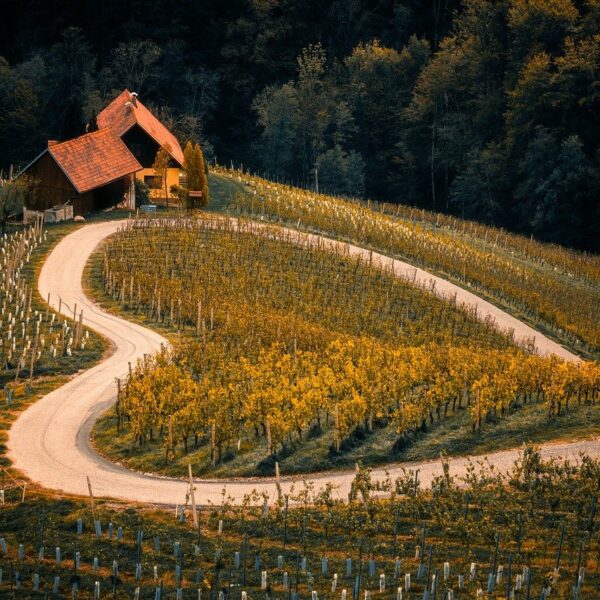 vineyard, agriculture, farm