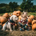 a baby and a dog sitting in a field of pumpkins