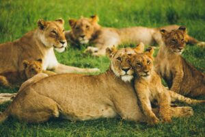 Wildlife Conservation Faces Critical Staffing Crisis As Rangers Lose Lives Protecting Our Planet's Biodiversity
