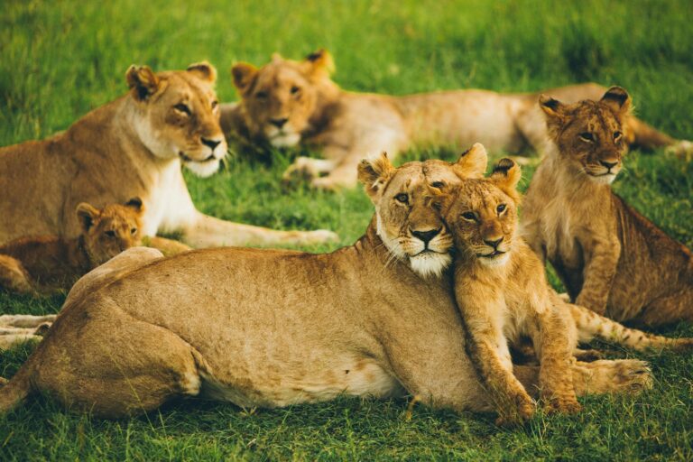 Wildlife Conservation Faces Critical Staffing Crisis As Rangers Lose Lives Protecting Our Planet's Biodiversity