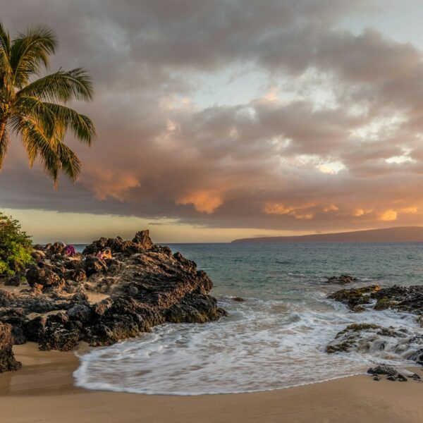 ocean near trees and rocks